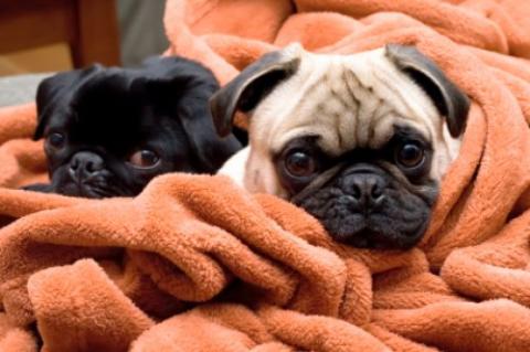  Paws for a Cause: Blanket and Towel Drive for the SPCA 